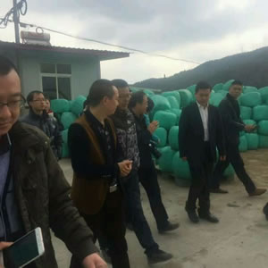 農業局領導觀摩指導青貯工作現場